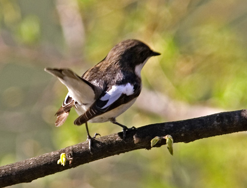 maschio di Balia nera - Ficedula hypoleuca